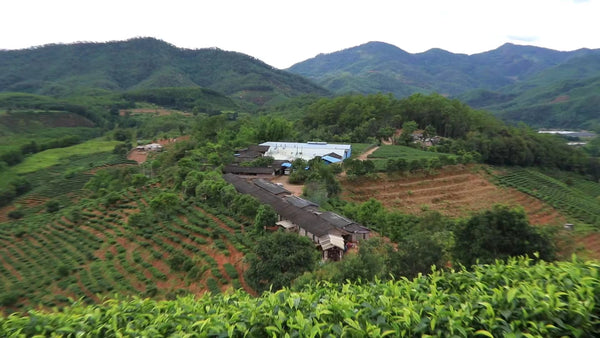 Image 2: Mist swirls as ancient pu-erh tea trees sway